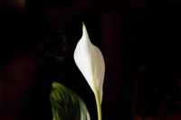 белая сыпь на пенисе