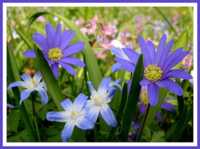 боль в горле сыпь