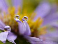 как выглядит сыпь при вич