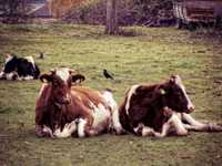 ������� ���� �� ������