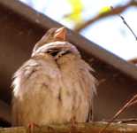 ������� ������� ���� ������ ������