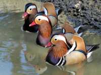 ����� ����