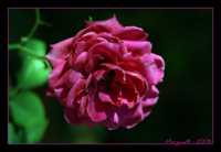 мазь от аллергической сыпи