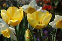 очаговая сыпь