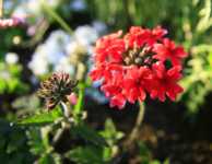 �� �������� ����