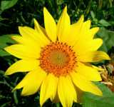 ������� ��� ������� ����