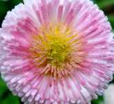 ����������� ����