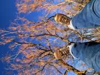 сонник сыпь