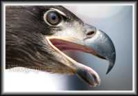 ���� � ���� ����