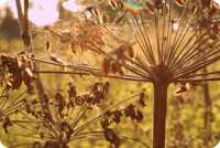 ���� ��� ����� �������