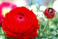 ���� �� ��������