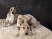 сыпь на копчике