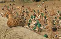 ���� �� ������ � ����������