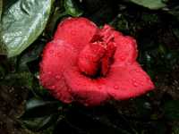 сыпь после бритья