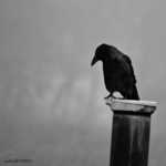 ���� ����� ������� � �������