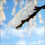 сыпь при чесотке