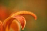 ���� ��� ������������ �����