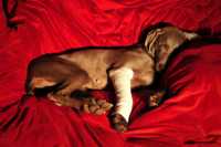 ���� ��� �����