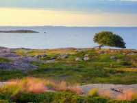 сыпь при свином гриппе