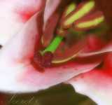 сыпь при вич фото