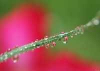 сыпь с жидкостью