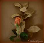 ���� � ������� �� �������