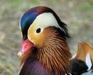 ���� � ������� ������