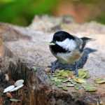 сыпь в полости рта