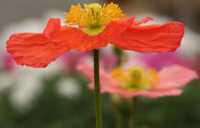 ���� � ���� �����