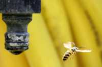 ���� ����� ���