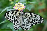 у ребенка за ушами сыпь